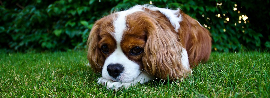 Can Dogs Be Allergic to Grass? Understanding Canine Grass Allergies ...