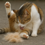 Excessive shedding