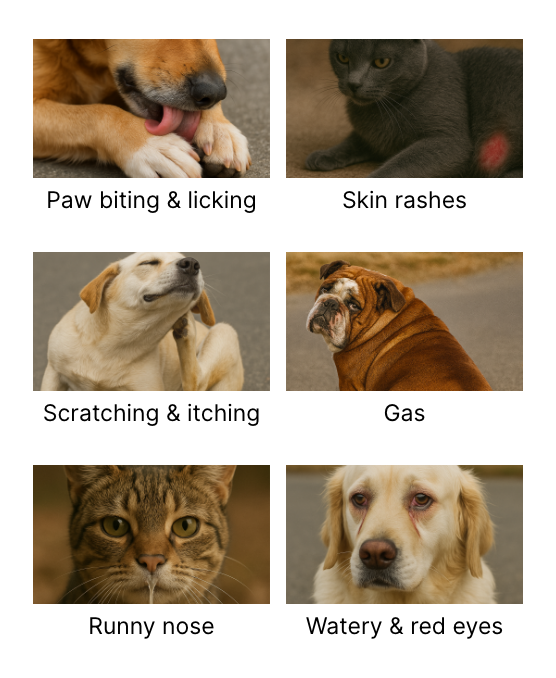 Images of pets with various health issues and corresponding text labels.