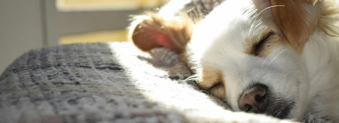 What’s the Best Thing to Give a Dog When Sick?