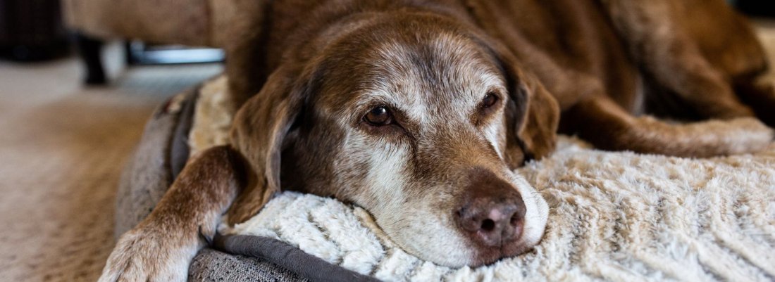 Do Dog Allergies Get Worse as They Age?