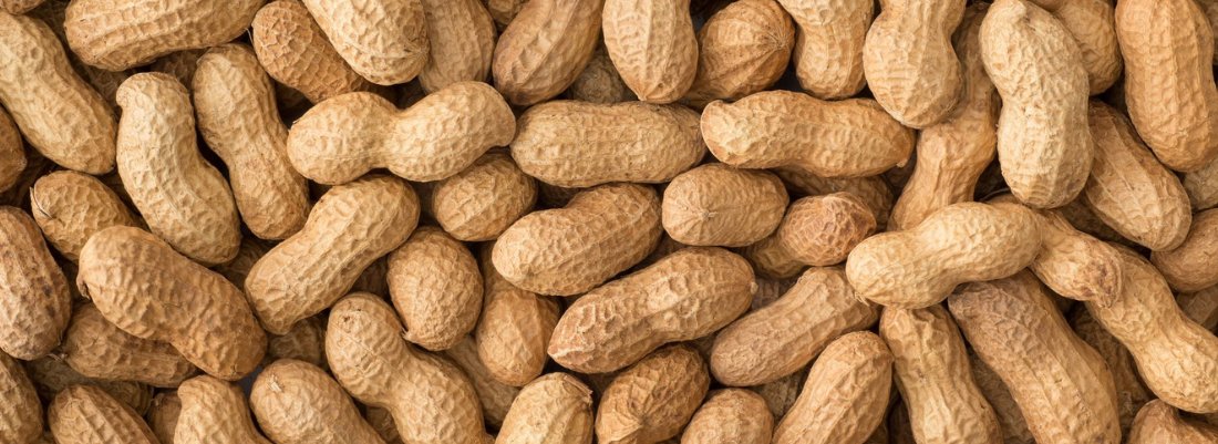 Can Cats Eat Peanuts? What Happens if They Do?