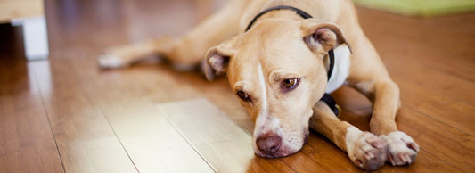 Is Your Dog Moody or Tired? It Could Be a Food Intolerance