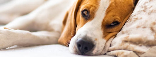 What’s the Best Thing to Give a Dog When Sick?