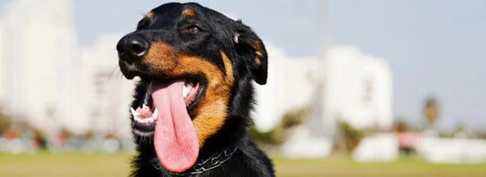 Why Is My Dog Panting So Much?
