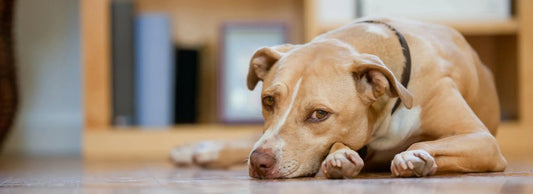 What Is the Most Common Cause of Diarrhea in Dogs?