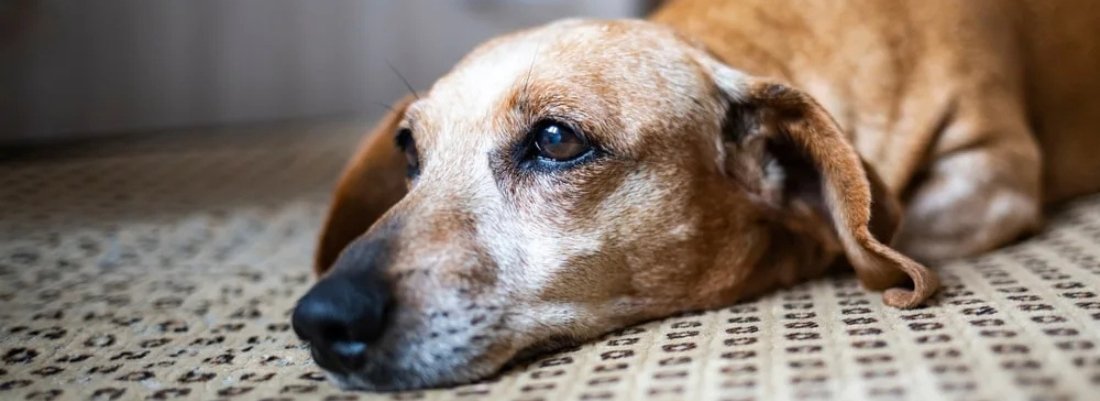 Top 10 Signs Your Dog May Be Sick (and What You Can Do)