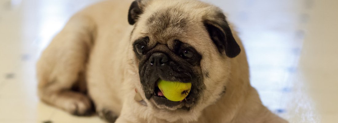 Can Dogs Eat Pear? Is it Safe for Dogs?