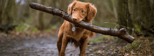 Can you feed your dog Yorkshire Puddings?