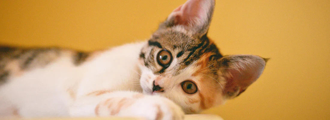 Can Cats Eat Chocolate? Is It Safe if They Do?