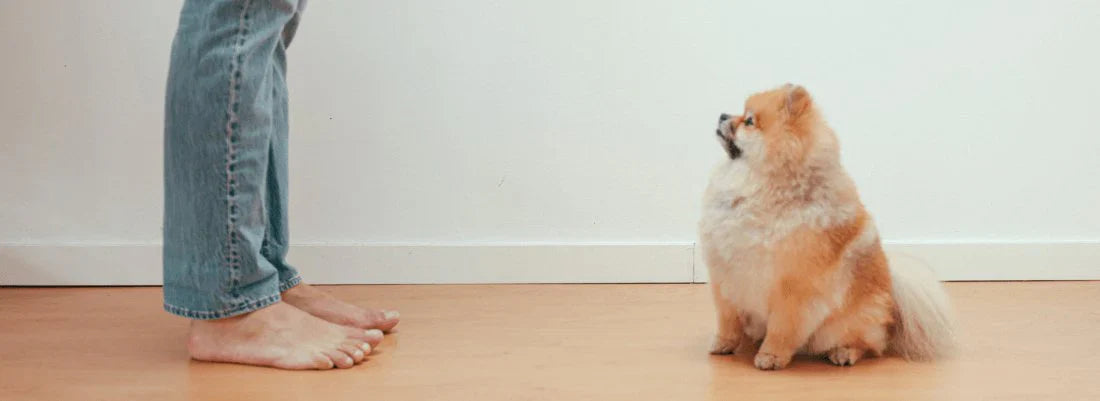 Can Dogs Eat Potatoes?