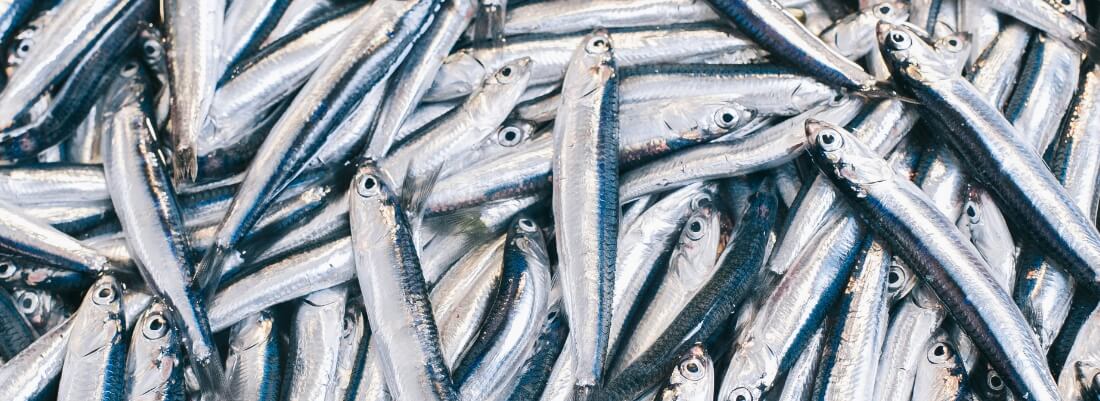 Can Cats Eat Sardines? What About Tinned Sardines?