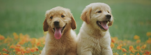 Is Turkey or Salmon Better for Dogs with Allergies?