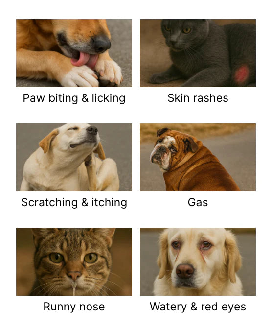 Dog Allergy Testing