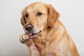 Dog Allergy Testing