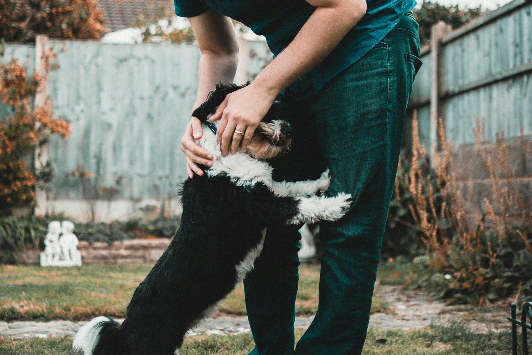 Dog Intolerance & Pet Sensitivity Tests – My Pet Sensitivity